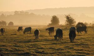 FA presentó proyecto para limitar la adquisición de predios rurales