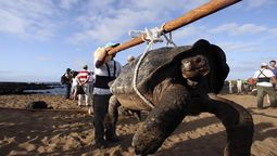 altText(Encuentran una tortuga gigante que se creía extinta )}