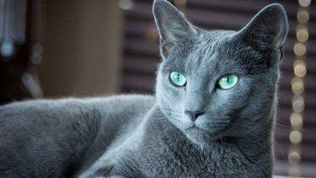 Gato gris. Foto ilustrativa.