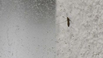 Crecen los casos de dengue autóctonos y hay cinco personas internadas, dos en CTI
