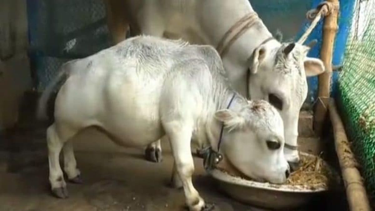 En Bangladesh se saltan las restricciones sanitarias para ver a una vaca enana