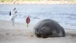 altText(El elefante marino de Pocitos sigue descansando en la playa y permanece bajo monitoreo)}