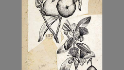 altText(Reabre el Museo del Jardín Botánico)}