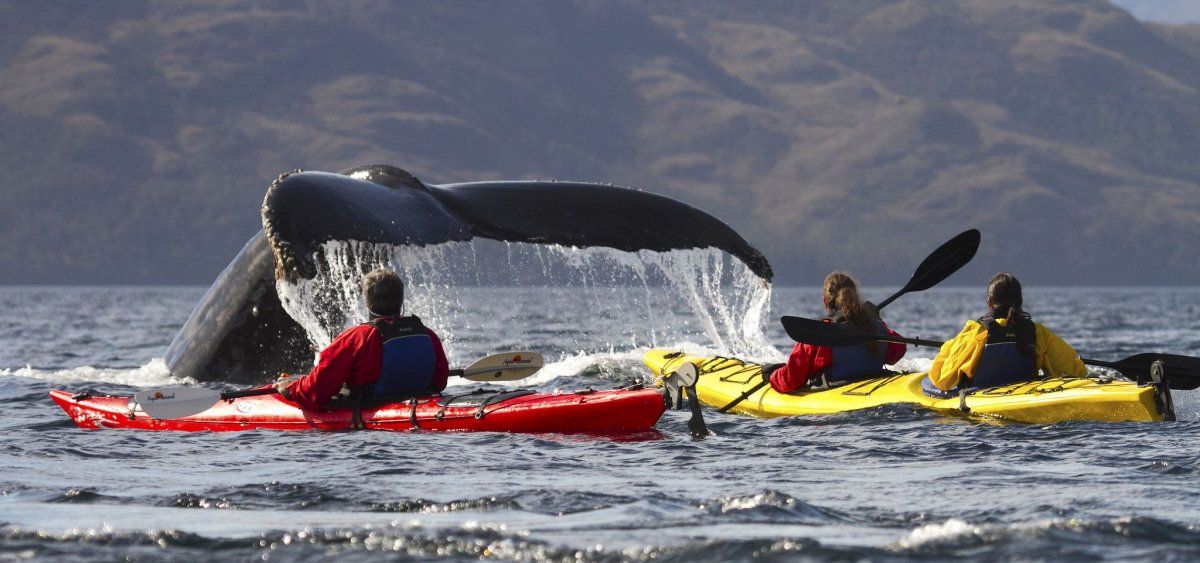 Joven tragado por una ballena