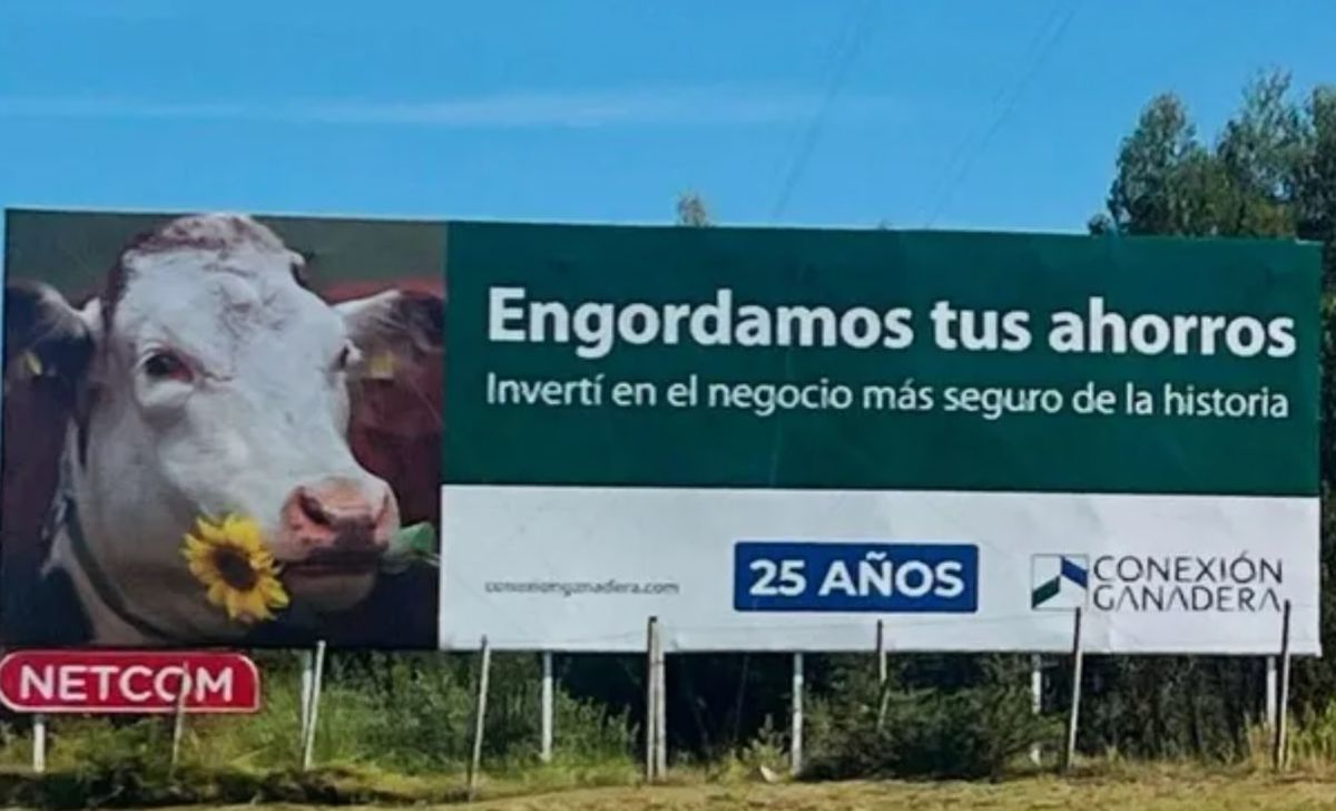 Conexión Ganadera: la estafa de las vacas fantasmas.