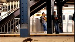 altText(Nueva York: impactantes imágenes de la invasión de ratas)}
