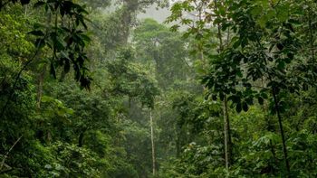 Cuidar los bosques para evitar catástrofes climáticas