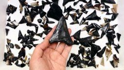 altText(En Australia descubrieron una nueva especie de tiburón )}