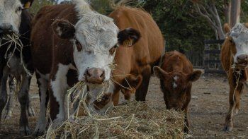 Fiscal Machado investiga República Ganadera