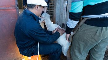 UTU de Flores incorpora ultrasonografía en la enseñanza de genética ovina