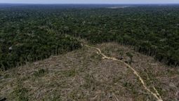 altText(Casi la mitad de la selva amazónica podría colapsar para 2050, advierte estudio)}