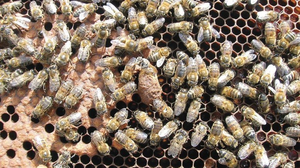 Colmenas de abejas un conjunto con la imagen de colmenas de varias