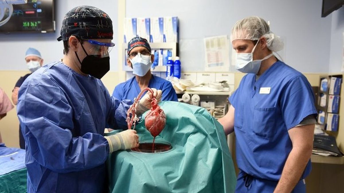 Implantan por primera vez un corazón de cerdo a un humano