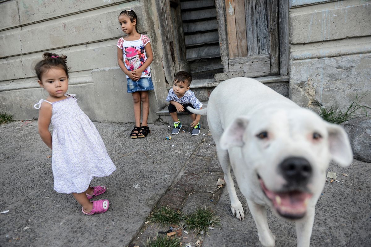Intendencia de Montevideo promoverá la adopcion de perros