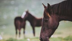 altText(La Encefalitis Equina golpea a San José y Paysandú)}