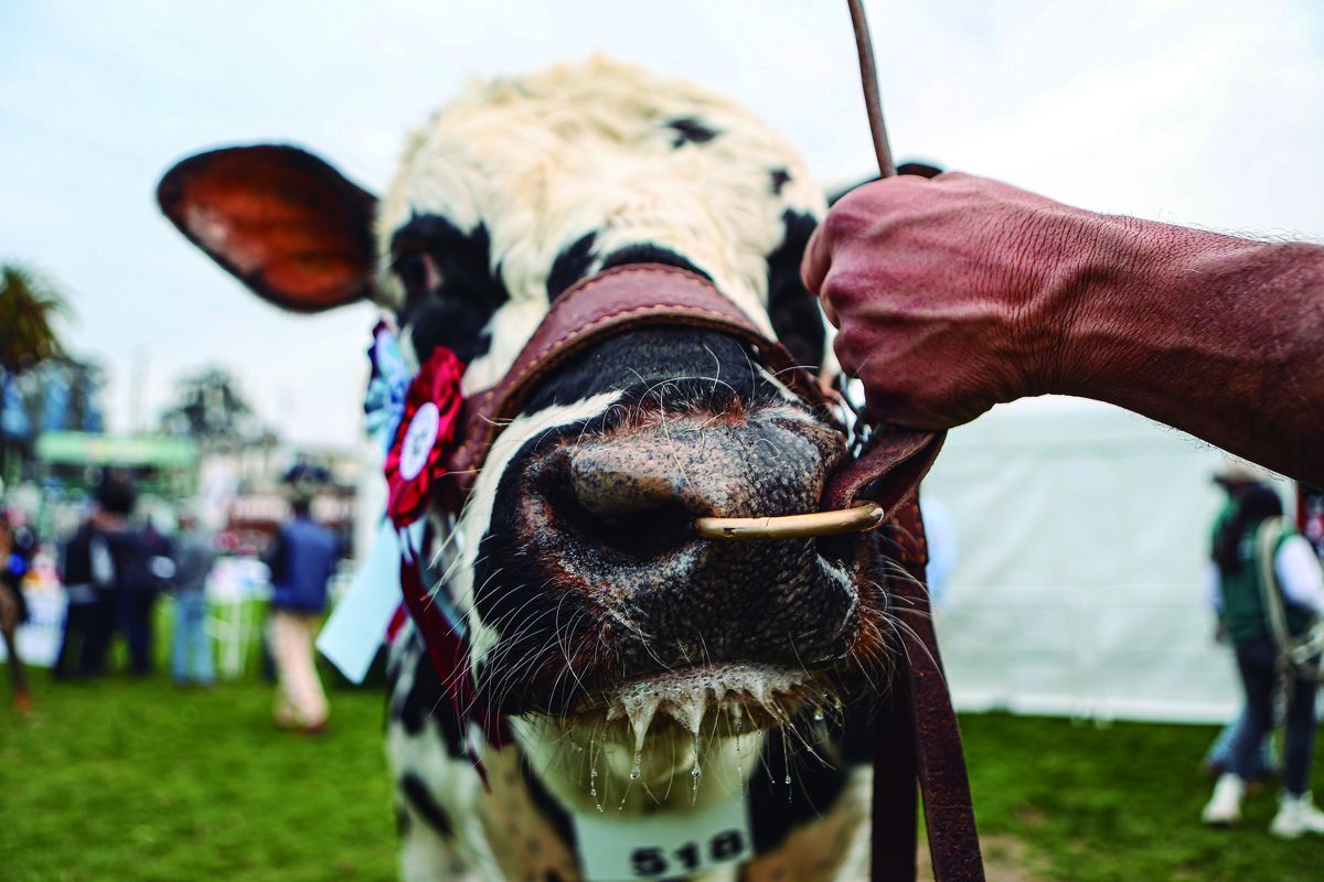 República Ganadera y las vacas fantasmas