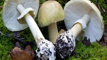 Sombrero de la muerte: crece la preocupación por intoxicaciones con hongos silvestres