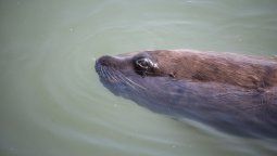 altText(Trabajan protocolo para el verano por suba de casos de gripe aviar)}