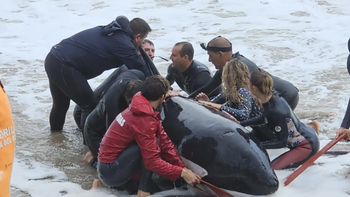 Ministerio de Ambiente dispone eutanasia para cría de orca varada en Punta del Este