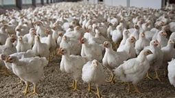 altText(Alerta por caso de gripe aviar en Brasil: ¿Qué impacto puede tener en Uruguay?)}