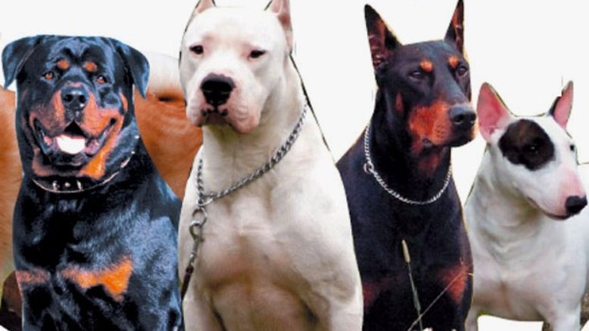 Intendencia inicia jornadas de castración de canes para 2019
