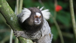 altText(Ministerio de Ambiente se rindió ante el mono tití)}