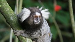 altText(Las peripecias de un mono tití por las calles de Montevideo)}