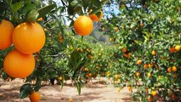 altText(Sector citrícola atrae inversión extranjera de 40 millones de dólares)}
