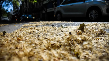 ¿Cómo es el método con que la IM y la Udelar proyectan reducir las pelusas de los plátanos?