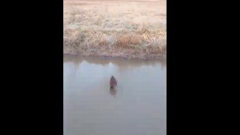 Una nutria cruzando arroyo en Florida