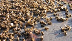 altText(¿Qué está pasando?: investigan masiva mortandad de abejas en 8 departamentos del país)}