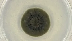 altText(Descubren hongo que se alimenta de radiación y crece en la oscuridad del peor desastre nuclear)}