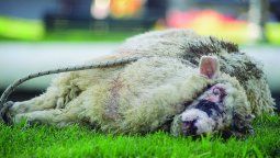 altText(Colonización: ¿un bien público o instrumento de una clase privilegiada?)}