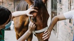 altText(Encefalitis equina: lo que necesitas saber sobre la enfermedad)}