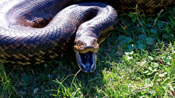 altText(Rescataron a la anaconda más grande registrada en Uruguay)}