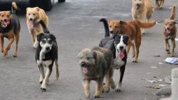 altText(Decreto gubernamental permite esterilizar perros y gatos)}