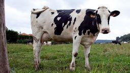 altText(Uruguay concretó la venta de 7 mil cabezas de ganado en pie a China)}