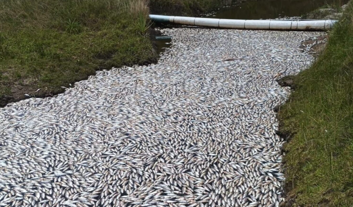 Preocupa la mortandad de peces en la laguna de Rocha