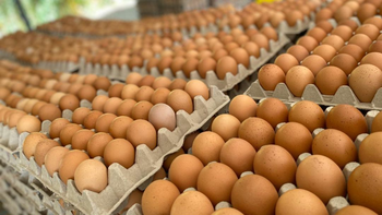 Siete maneras de reutilizar maples de huevos