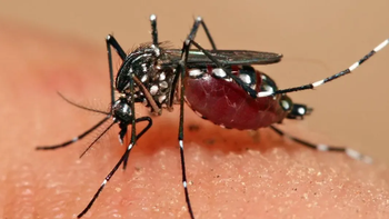 MSP confirma primer caso autóctono de dengue