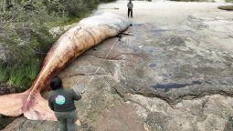 altText(Apareció muerta una ballena de más de 15 metros en Colonia)}