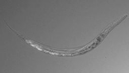 altText(Un gusano resucita después de 46.000 años)}