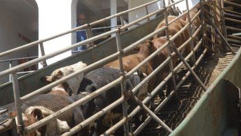 MGAP afirma que crisis del ganado en Turquía es un problema entre privados: desmiente fallas sanitarias