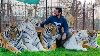 Domador de tigres murió atacado por uno.