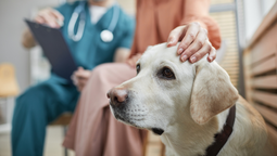 altText(Condenan a veterinaria de Santa Lucía que mataba mascotas )}