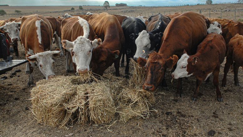MGAP decide este martes si declara emergencia agropecuaria por sequía