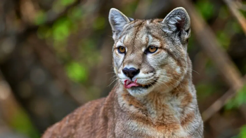 Puma suelto en Canelones: intensa búsqueda cerca de Montevideo genera alerta vecinal