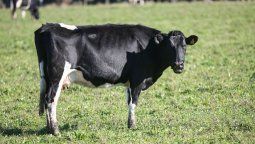 altText(Las estafas, los frigoríficos y el poder)}