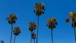 altText(Uruguay refuerza acciones contra el picudo rojo para proteger palmares nativos)}