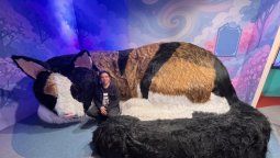 altText(¿Sabías que existe un Museo del Gato? Una experiencia inmersiva que sorprende)}